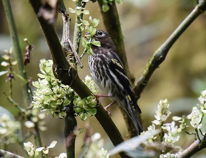 Serín Montano (grupo estherae) - ML377655581