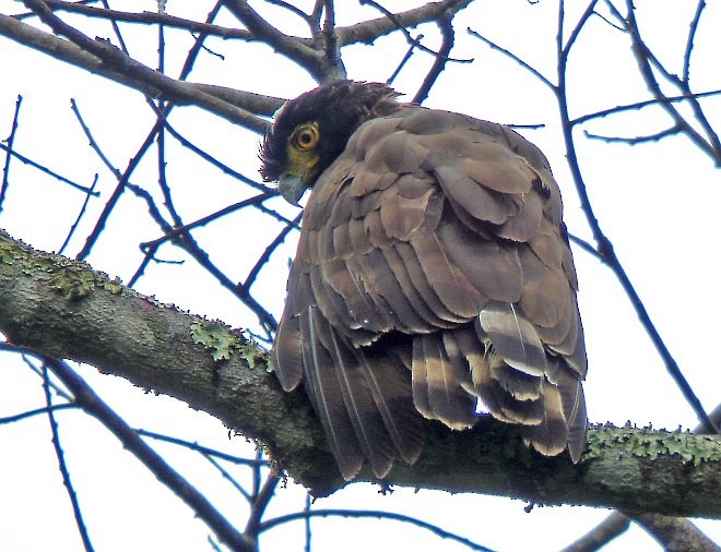 Sulawesi Serpent-Eagle - Pete Morris