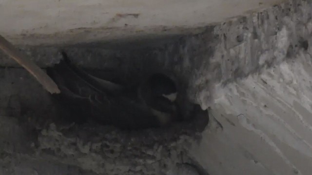 Cliff Swallow - ML377656791