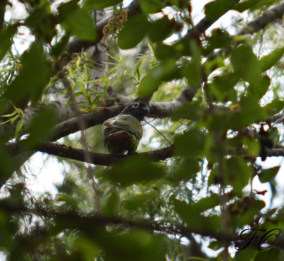 Scaly-headed Parrot - ML377657461