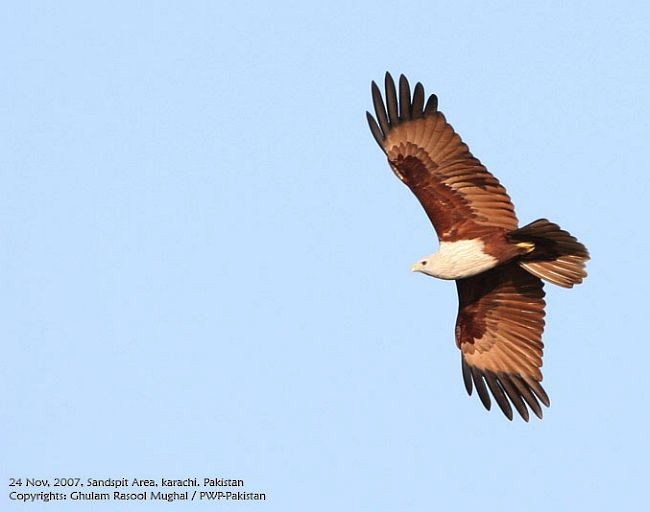 Brahminy Kite - ML377657571