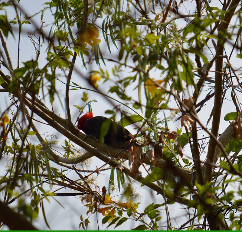 Cream-backed Woodpecker - ML377657651