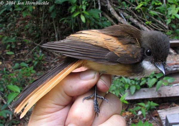 Cinnamon-tailed Fantail - ML377657701