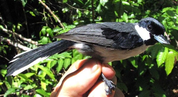 Black-bibbed Monarch - Jon Hornbuckle