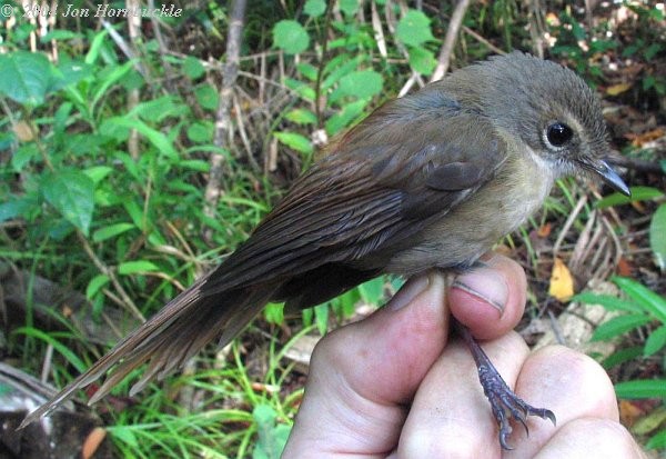 Long-tailed Fantail - ML377657761