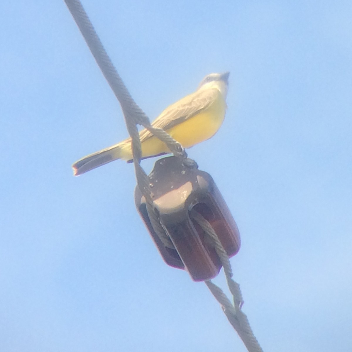 Couch's Kingbird - ML37765781