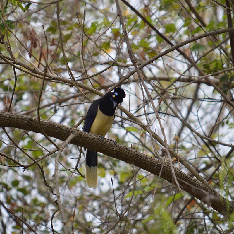 Plush-crested Jay - ML377657941