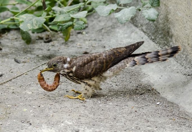 Common Hawk-Cuckoo - Tushar Bhagwat