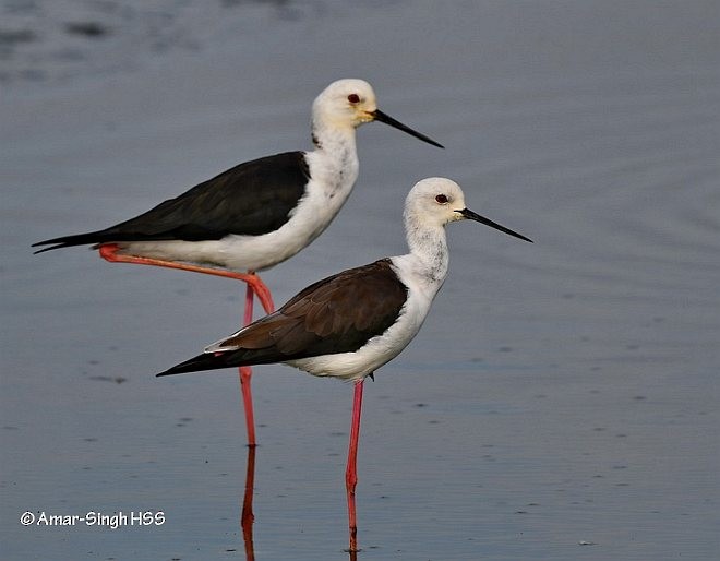 Black-winged Stilt - ML377658751