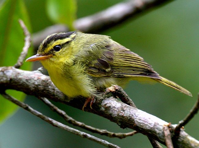 Limestone Leaf Warbler - ML377658861