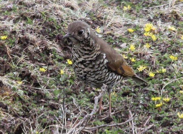 Alpine Thrush - ML377658881