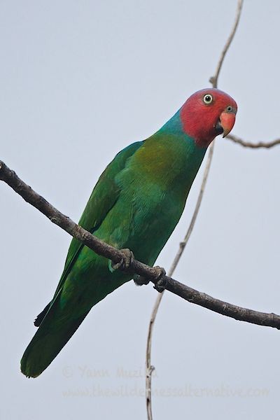 Red-cheeked Parrot - ML377659121