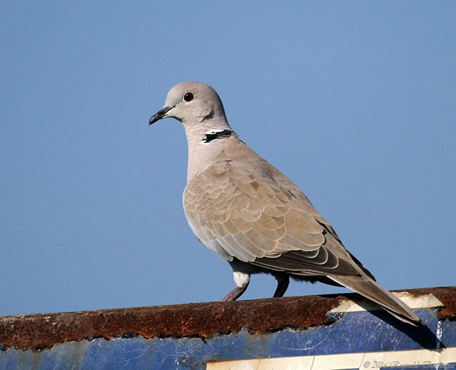 Eurasian Collared-Dove - ML377659971