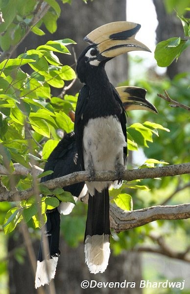 Oriental Pied-Hornbill - ML377660381