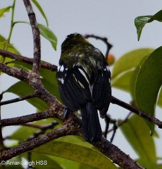 Common Iora - ML377660761