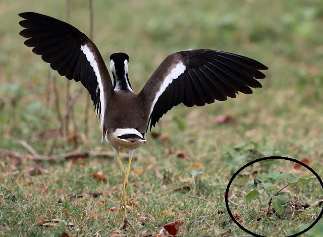 Red-wattled Lapwing - ML377660881