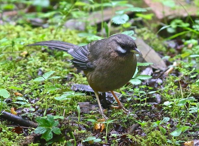 Snowy-cheeked Laughingthrush - ML377661021