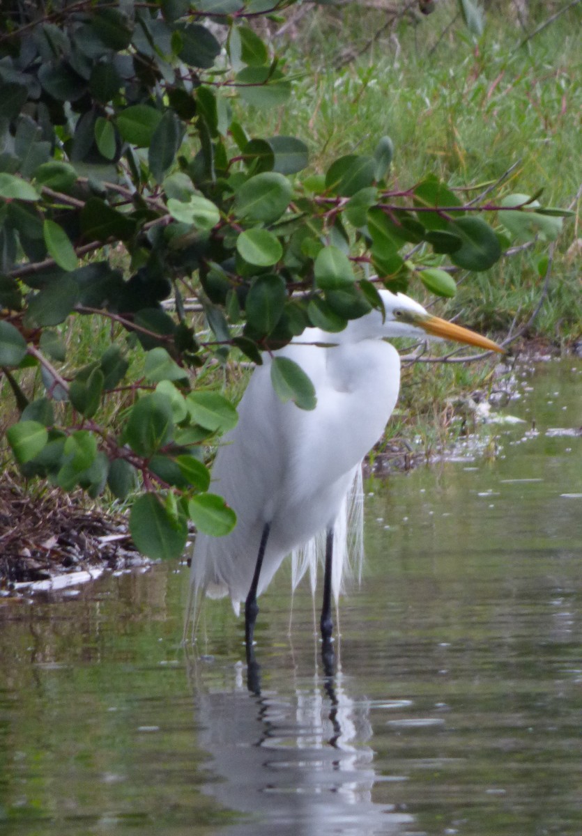 Great Egret - ML377661261