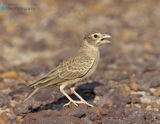 Ashy-crowned Sparrow-Lark - ML377662311