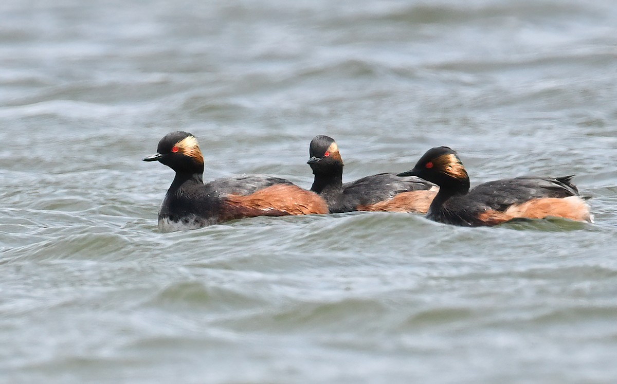 Eared Grebe - peng su