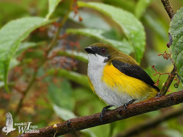 Yellow-sided Flowerpecker - Ingo Waschkies