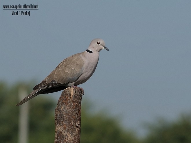 Eurasian Collared-Dove - ML377665061