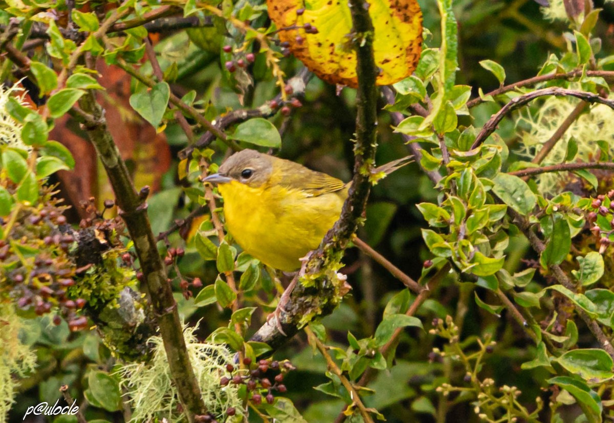 Geothlypis aequinoctialis/auricularis/velata - ML377665401