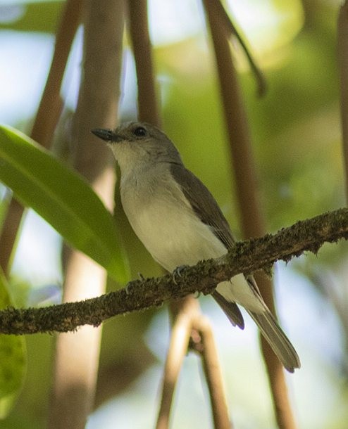 Mangrove Whistler - ML377665451