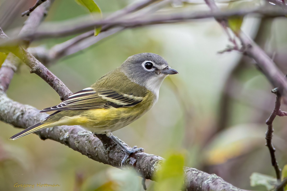 Blue-headed Vireo - ML377665971