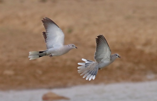 Eurasian Collared-Dove - ML377666281