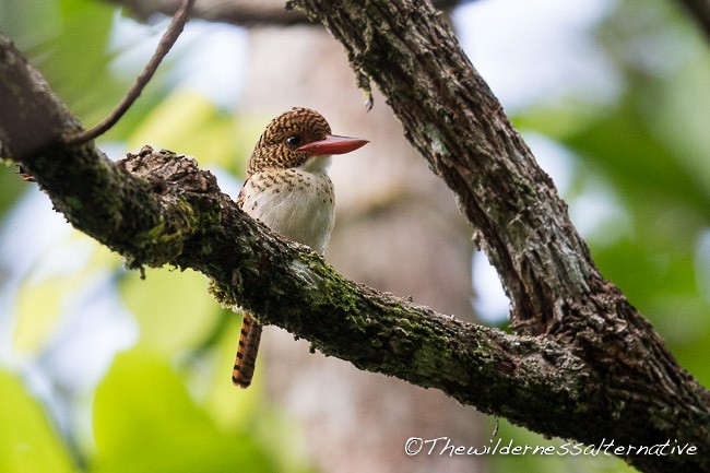 Banded Kingfisher (Black-faced) - ML377667741