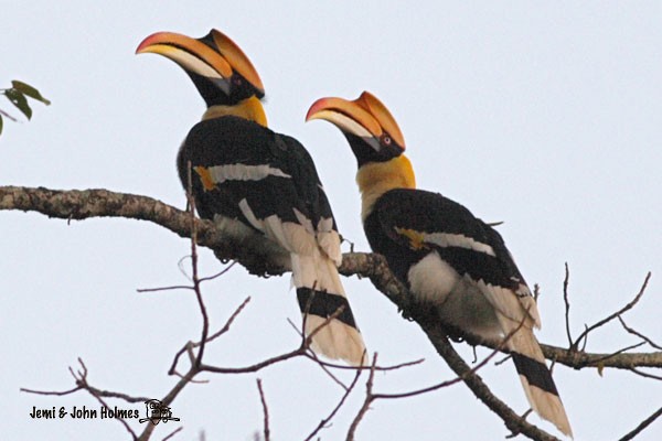 Great Hornbill - ML377668141