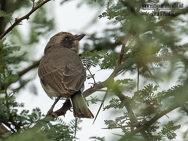 Common Woodshrike - ML377668231