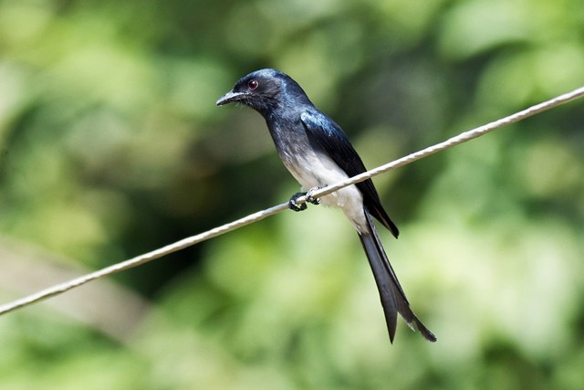 Ak Karınlı Drongo (caerulescens) - ML377668861