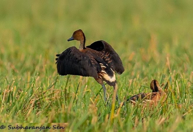 Fulvous Whistling-Duck - Subharanjan Sen