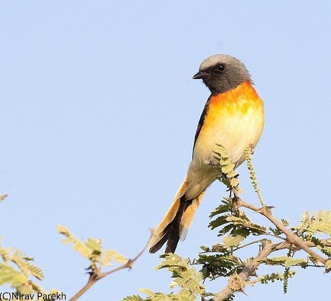 Small Minivet - ML377669101