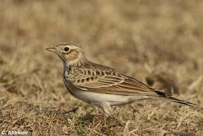 Eurasian Skylark - ML377670031