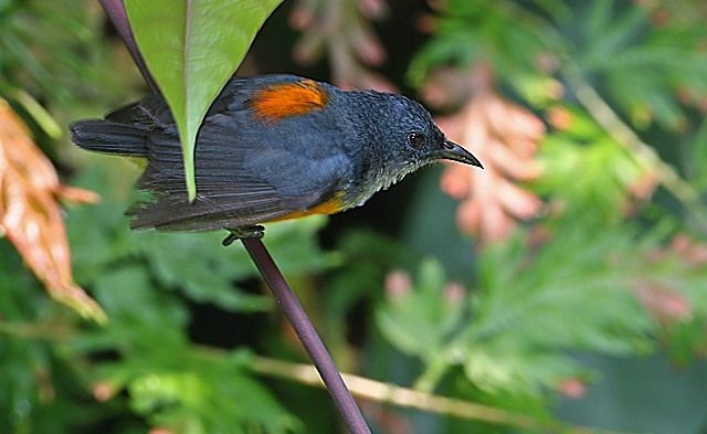 Orange-bellied Flowerpecker - ML377670051