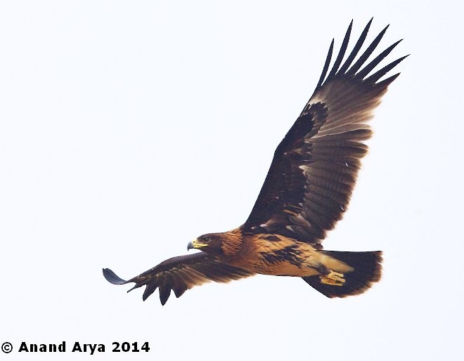 Greater Spotted Eagle - Anand Arya