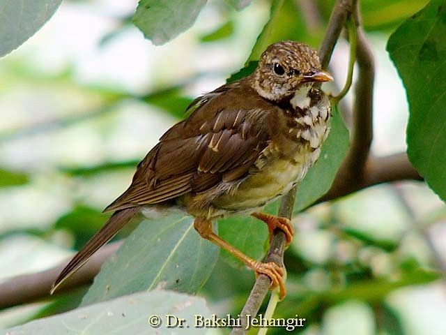 Tickell's Thrush - ML377671031