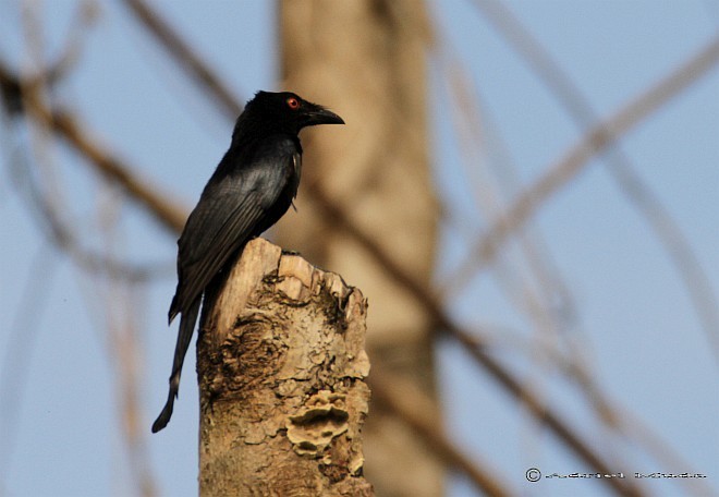 Spangled Drongo (Halmahera) - ML377671631