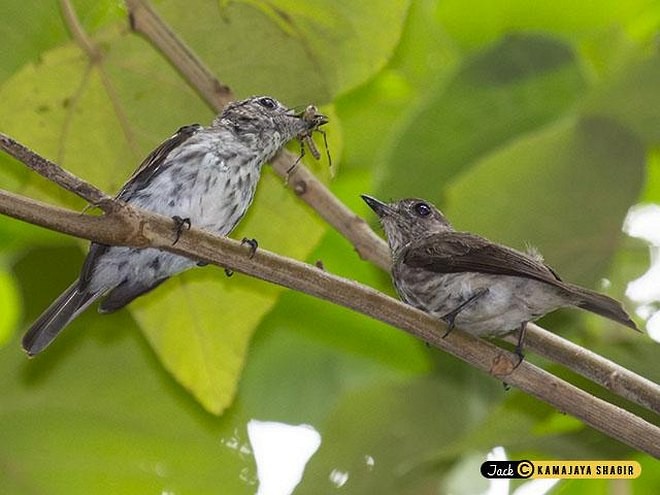 Sulawesi Brown Flycatcher - ML377672391