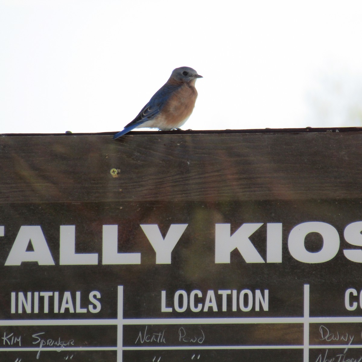Eastern Bluebird - ML377673331