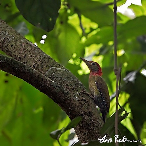 Red-collared Woodpecker - Lars Petersson | My World of Bird Photography