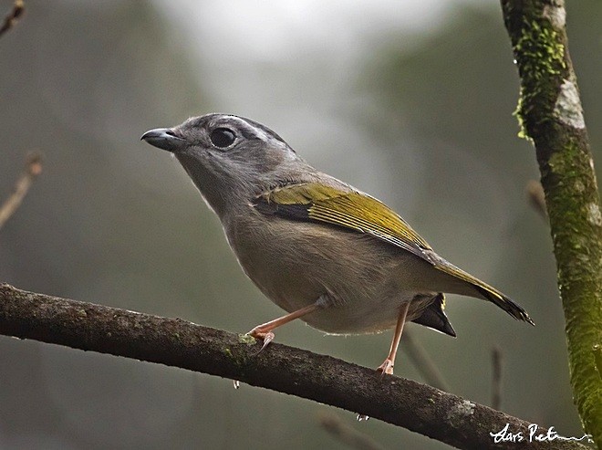 White-browed Shrike-Babbler (Gray-breasted) - ML377673961