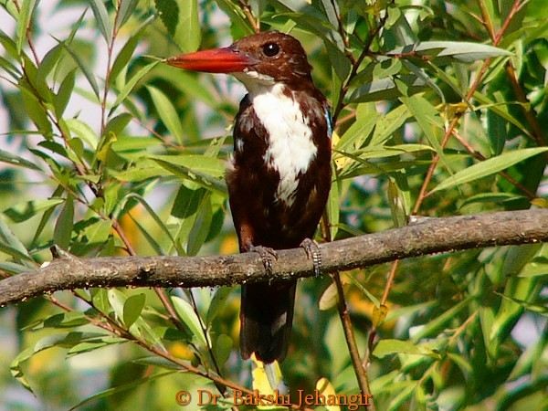 White-throated Kingfisher - ML377674941