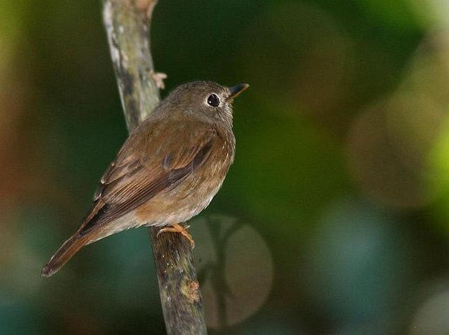 Brown-breasted Flycatcher - ML377676061