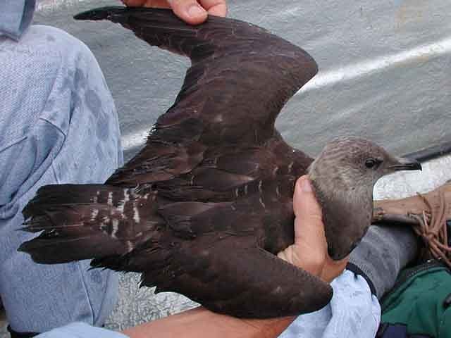 Long-tailed Jaeger - ML377678041