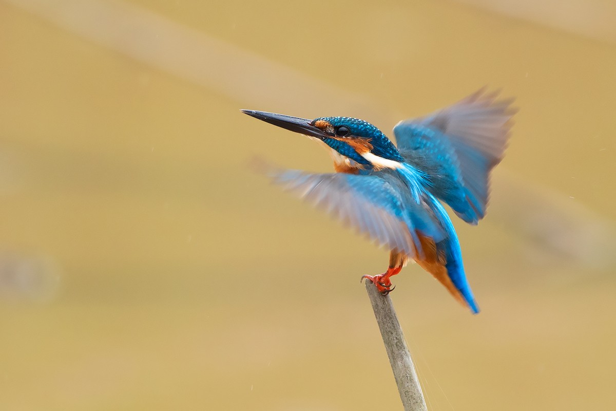 Common Kingfisher (Common) - ML377678071