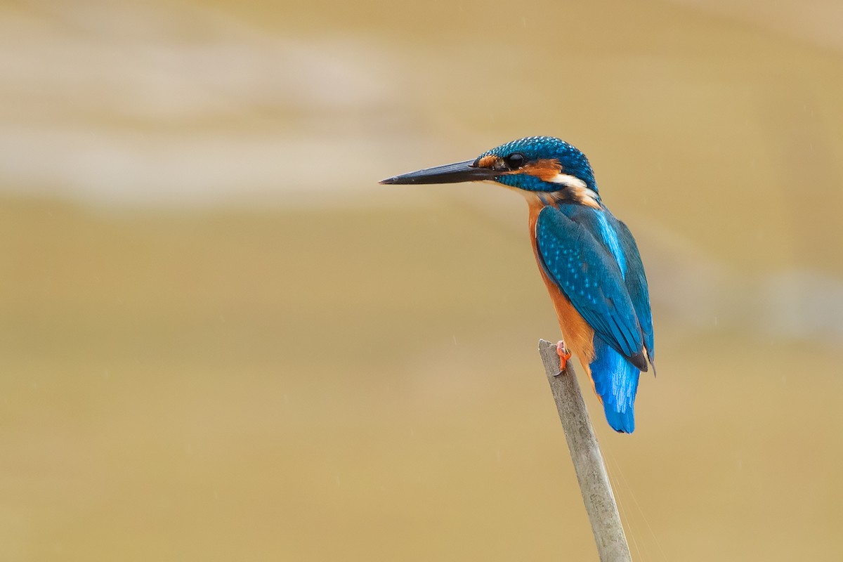 Common Kingfisher (Common) - Ayuwat Jearwattanakanok